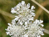 Oenanthe fistulosa 17, Pijptorkruid, Saxifraga-Sonja Bouwman  567. Pijptorkruid - Oenanthe fistulosa - Apiaceae familie (i) Zwanenwater, Nieuwe Wulven (Bunnik)