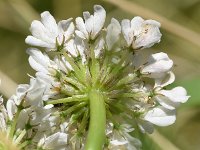 Oenanthe fistulosa 7, Pijptorkruid, Saxifraga-Sonja Bouwman  567. Pijptorkruid - Oenanthe fistulosa - Apiaceae familie (i)