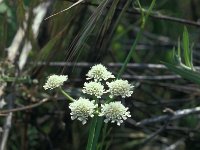 Oenanthe pimpinelloides 4, Saxifraga-Jan van der Straaten