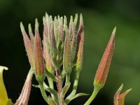 Oenothera glazioviana 12, Grote teunisbloem, Saxifraga-Tom Heijnen