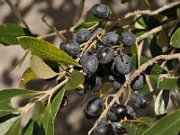 Olea europaea 19, Saxifraga-Harry Jans