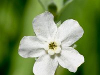 Omphalodes linifolia 7, Witte onschuld, Saxifraga-Sonja Bouwman  Witte onschuld - Omphalodes linifolia - Boraginaceae familie