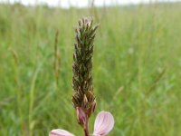 Onobrychis arenaria 4, Saxifraga-Ed Stikvoort