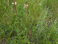 Onobrychis arenaria 5, Saxifraga-Ed Stikvoort