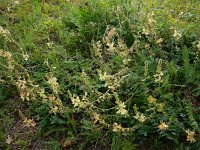 Onobrychis radiata 4, Saxifraga-Ed Stikvoort