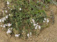 Ononis cossoniana 6, Saxifraga-Jan van der Straaten