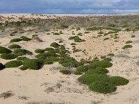 Ononis ramosissima 15, Saxifraga-Ed Stikvoort