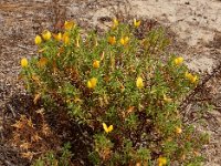 Ononis ramosissima 9, Saxifraga-Ed Stikvoort