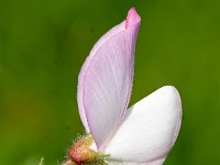 Ononis rotundifolia 2, Saxifraga-Sonja Bouwman  Round-leaved restharrow - Ononis rotundifolia - Fabaceae familie