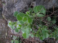 Ononis rotundifolia 5, Saxifraga-Rutger Barendse