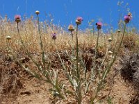 Onopordum armenum 8, Saxifraga-Ed Stikvoort