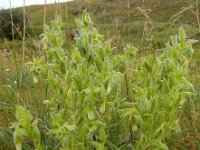 Onosma setosa