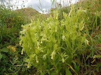 Onosma setosa 2, Saxifraga-Ed Stikvoort