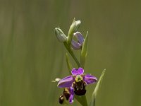 Ophrys apifera 133, Bijenorchis, Saxifraga-Jan Nijendijk