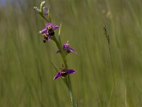 Ophrys apifera 135, Bijenorchis, Saxifraga-Jan Nijendijk