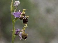 Ophrys apifera 137, Bijenorchis, Saxifraga-Willem van Kruijsbergen