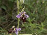 Ophrys apifera 138, Bijenorchis, Saxifraga-Willem van Kruijsbergen