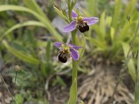 Ophrys apifera 140, Bijenorchis, Saxifraga-Willem van Kruijsbergen