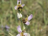 Ophrys apifera 141, Bijenorchis, Saxifraga-Willem van Kruijsbergen