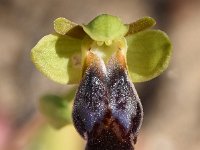 Ophrys fusca 113, Saxifraga-Sonja Bouwman  Bruine ophrys - Ophrys fusca ssp. fusca - Orchidaceae familie; Cabo de Sao Vicente (Pt)