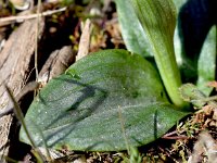 Ophrys fusca ssp bilunulata 117, Saxifraga-Sonja Bouwman  Ophrys fusca ssp. bilunulata - Orchidaceae familie