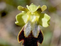 Ophrys fusca ssp bilunulata 118, Saxifraga-Sonja Bouwman  Ophrys fusca ssp. bilunulata - Orchidaceae familie; La Zubia (Es)