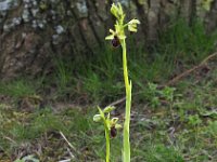 Ophrys sphegodes 47, Spinnenorchis, Saxifraga-Hans Dekker