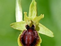 Ophrys sphegoides 48, Saxifraga-Sonja Bouwman  Spinnenorchis - Ophrys sphegodes - Orchidaceae familie