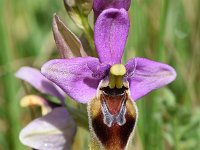 Ophrys tenthredinifera 144, Saxifraga-Sonja Bouwman  Wolzweverophrys, Sawfly orchid - Ophrys tenthredinifera - Orchidaceae familie; Vale da Telha, Praia da Boca do Rio (Pt)