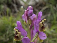 Ophrys tenthredinifera 147, Saxifraga-Willem van Kruijsbergen