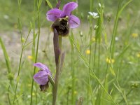 Ophrys tenthredinifera 149, Saxifraga-Willem van Kruijsbergen