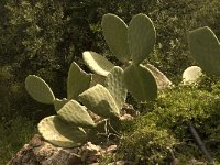 Opuntia ficus-indica 4, Saxifraga-Willem van Kruijsbergen