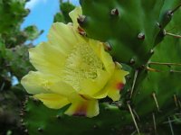 Opuntia monacantha