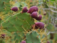 Opuntia stricta 2, Saxifraga-Tom Heijnen