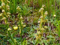 Orchis anthropophora, Man Orchid