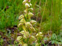 Aceras anthropophora 49, Poppenorchis, Saxifraga-Hans Grotenhuis