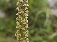 Orchis anthropophora 38, Poppenorchis, Saxifraga-Willem van Kruijsbergen