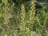 Orchis anthropophora 39, Poppenorchis, Saxifraga-Willem van Kruijsbergen