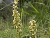 Orchis anthropophora 40, Poppenorchis, Saxifraga-Willem van Kruijsbergen