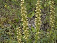 Orchis anthropophora 43, Poppenorchis, Saxifraga-Willem van Kruijsbergen