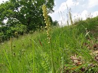 Orchis anthropophora 45, Poppenorchis, Saxifraga-Hans Grotenhuis