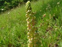 Orchis anthropophora 46, Poppenorchis, Saxifraga-Hans Grotenhuis