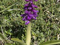 Orchis mascula 86, Mannetjesorchis, Saxifraga-Willem van Kruijsbergen