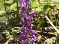 Orchis mascula 87, Mannetjesorchis, Saxifraga-Willem van Kruijsbergen