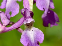 Orchis mascula 88, Mannetjesorchis, Saxifraga-Sonja Bouwman  1059. Manntjesorchis - Orchis mascula - Orchidaceae familie (i)