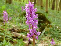 Orchis mascula 90, Mannetjesorchis, Saxifraga-Hans Grotenhuis