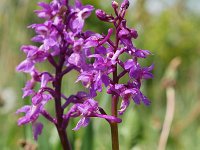 Orchis mascula 94, Mannetjesorchis, Saxifraga-Tom Heijnen