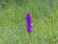Orchis mascula 97, Mannetjes orchis, Saxifraga-Jan Nijendijk