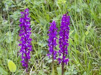 Orchis mascula 98, Mannetjes orchis, Saxifraga-Jan Nijendijk