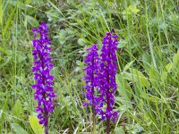 Orchis mascula 99, Mannetjes orchis, Saxifraga-Jan Nijendijk